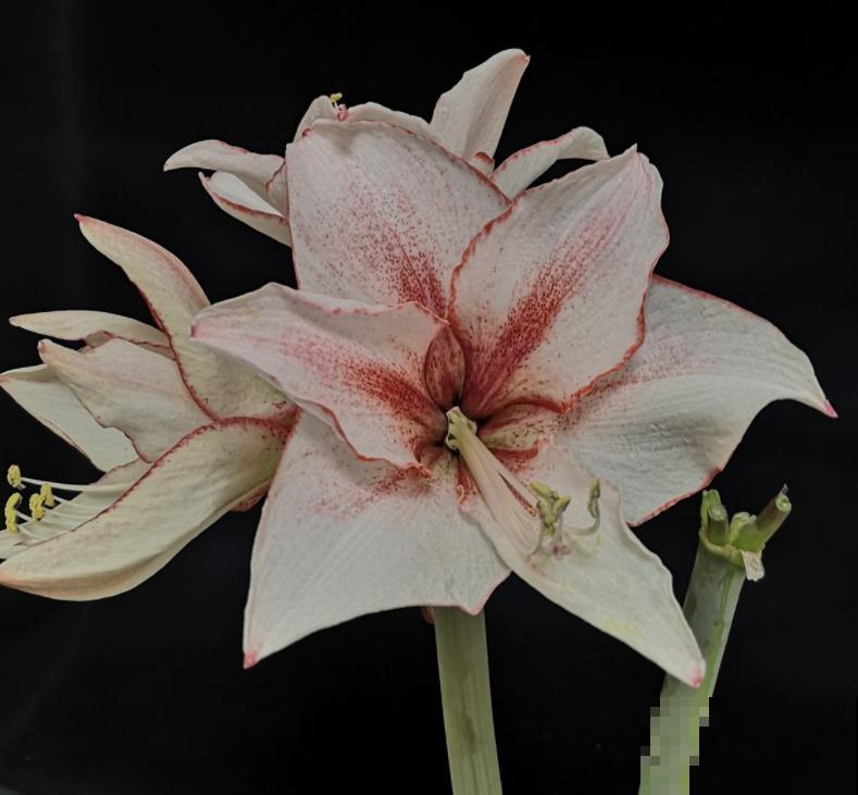 喜欢住“小盆”的3种花,冬季干养穷养才行,叶子油亮花开爆 喜欢住“小盆”的3种花,冬季干养穷养才行,叶子油亮花开爆