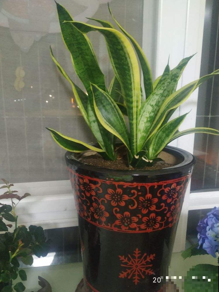 卧室养盆花，提升睡眠质量，健康又安全