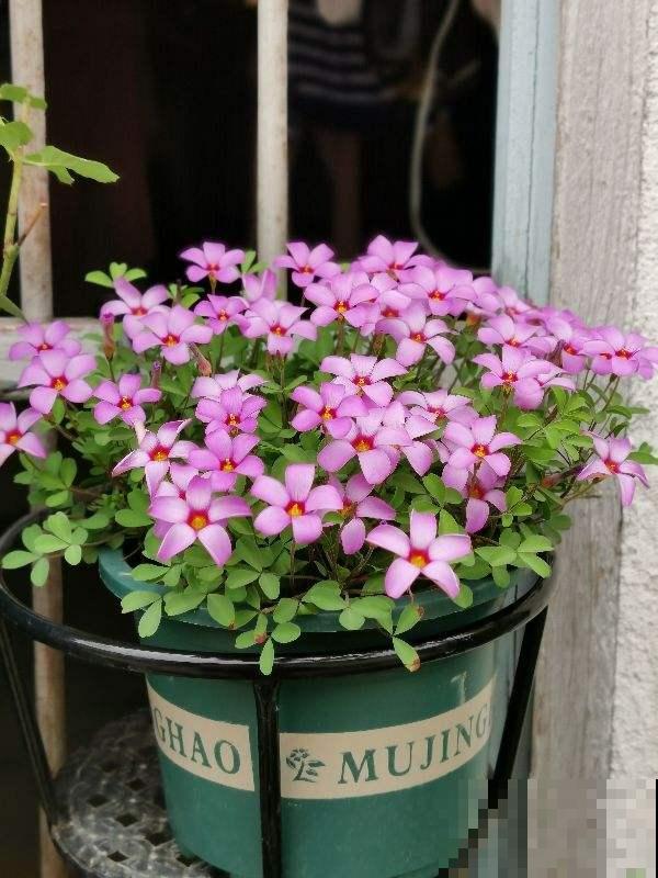 好看又好养的4种“种球花”,一年养出一窝崽,真壮观 好看又好养的4种“种球花”,一年养出一窝崽,真壮观