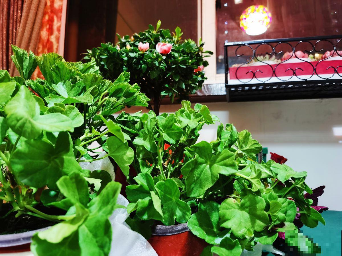 室内养花摆放位置有讲究，放对了有招财进宝好意头，赶紧来学学