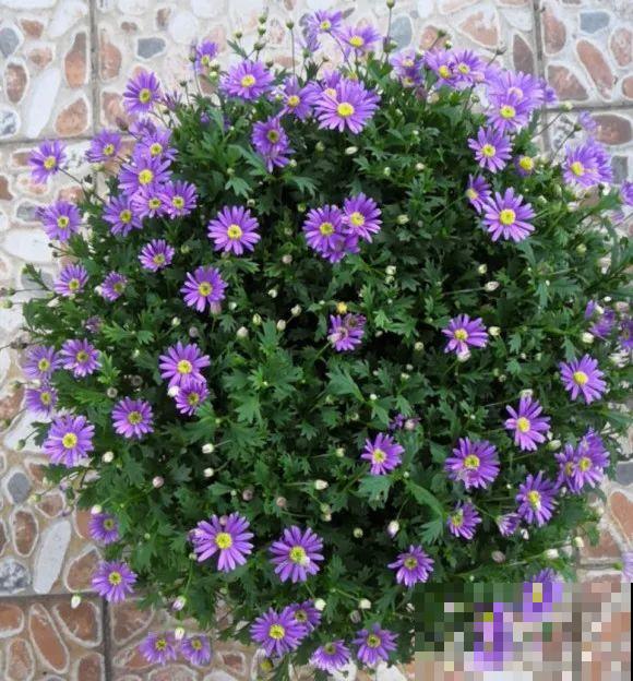 草花中的“小霸王”,耐热耐寒耐阴,开花能开大半年! 草花中的“小霸王”,耐热耐寒耐阴,开花能开大半年!