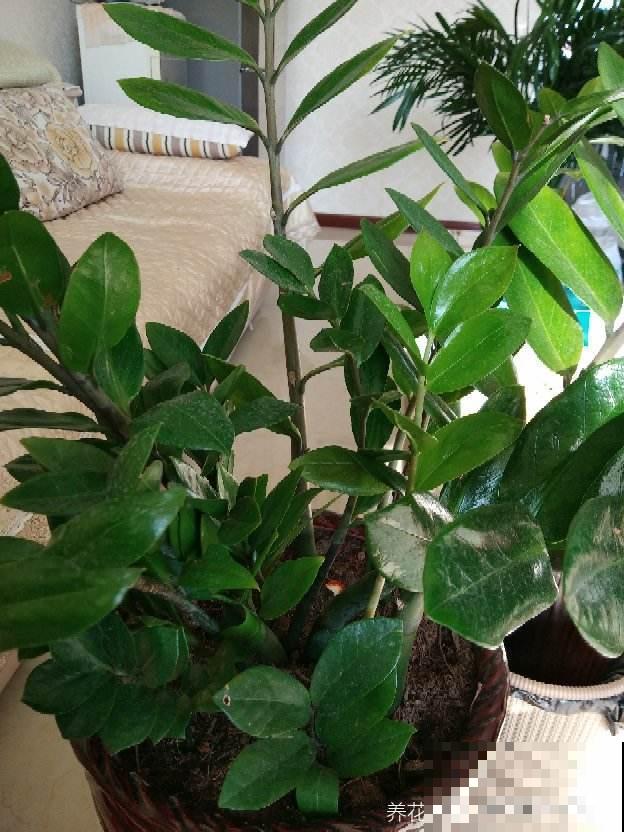 家庭养花位置摆放有讲究,要想家运旺,吉祥植物少不了 家庭养花位置摆放有讲究,要想家运旺,吉祥植物少不了