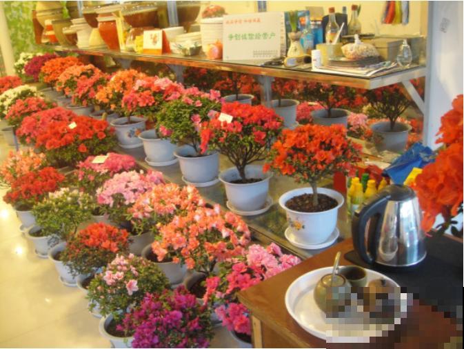 年前不敢买的“贵货花”，现在捡漏，价格低到“不可思议”