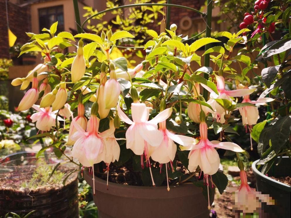 年宵花里的“冤大头”，年年买，年年养死，真是浪费钱