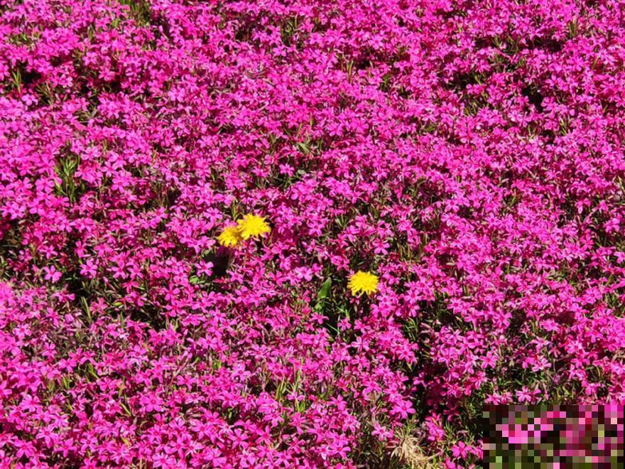 50种花春天播种,长满小院子,能开一整年 50种花春天播种,长满小院子,能开一整年