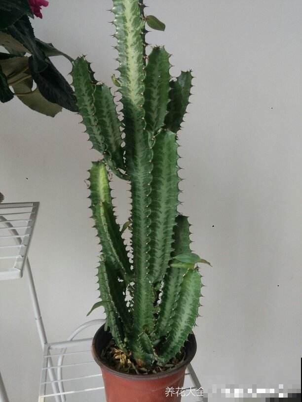 漂亮的花不是有毒就是有刺，7种不宜居家的花卉，养了赶紧搬走