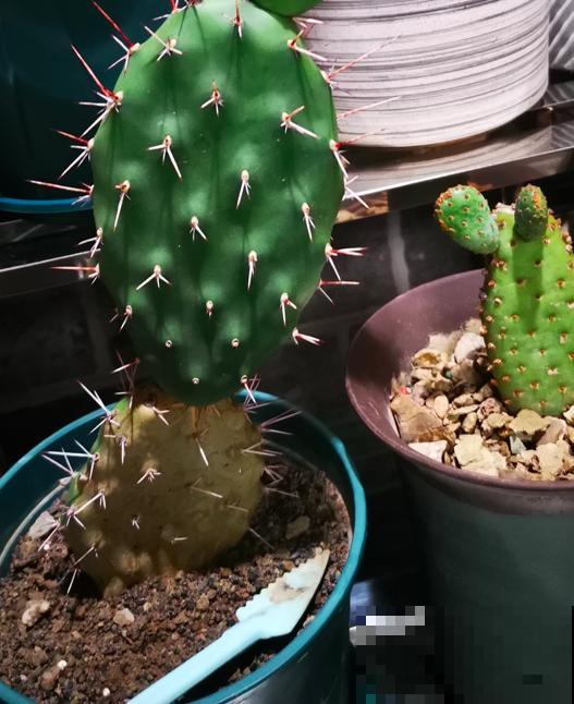 因为一盆仙人掌，让我和亲戚的关系决裂，错却不在我