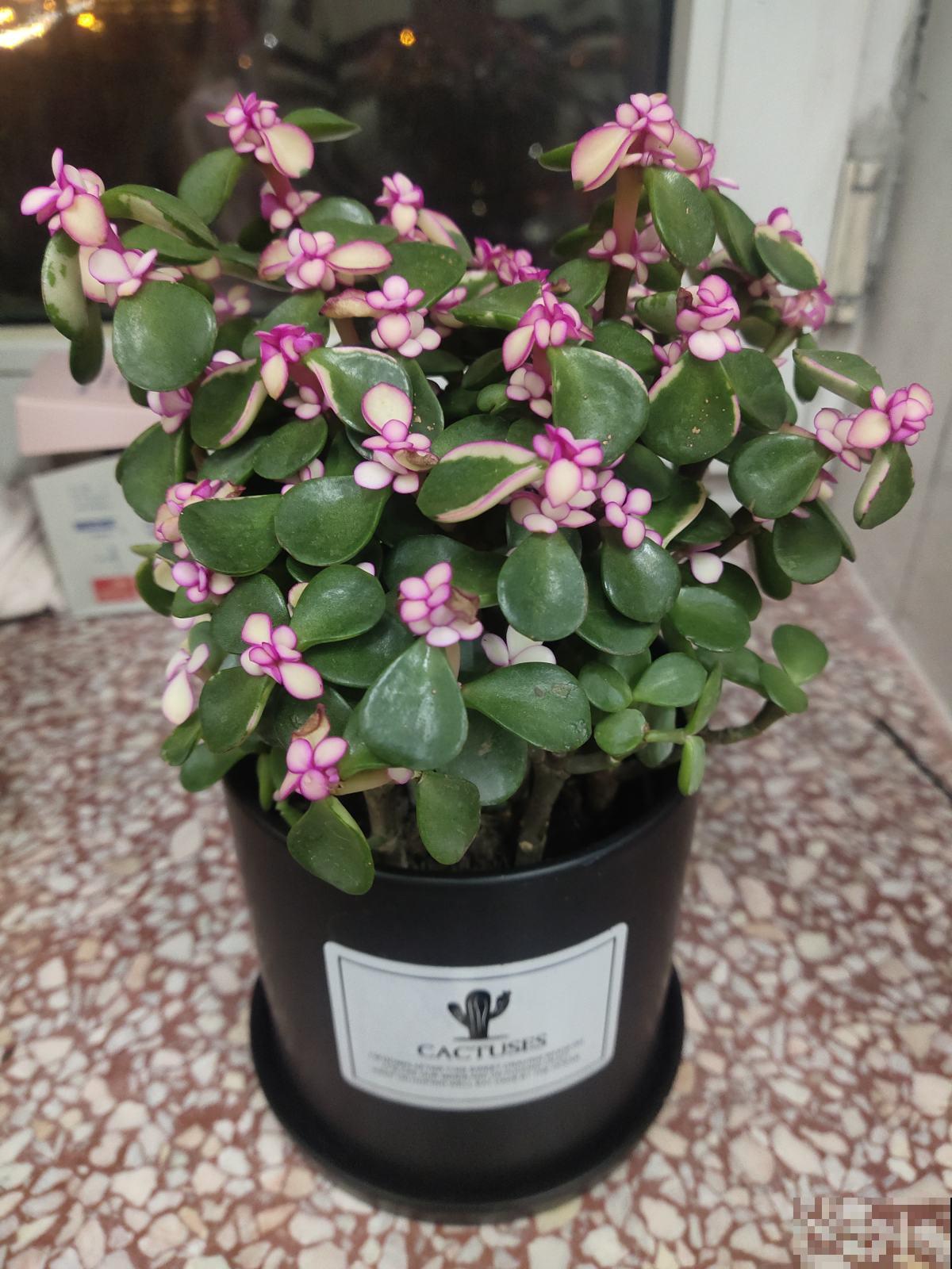 老祖宗说6种招财花，轻易不开花，一开花就预示“好运”