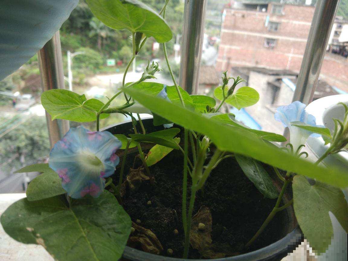 5种花正月剪一剪，下个月爆开花，好养的很