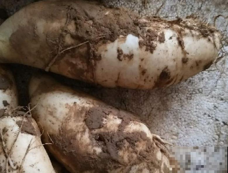 白萝卜种植方法很简单,学会这5步,轻松种植 白萝卜种植方法很简单,学会这5步,轻松种植