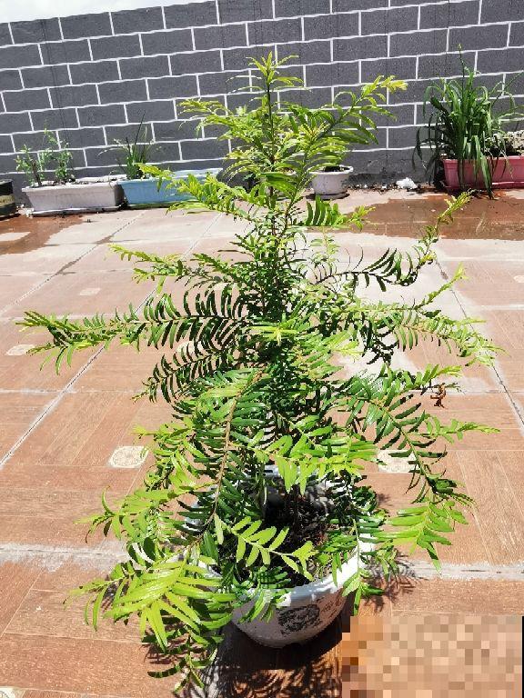 3种花，命里含“富贵”，寿命特别长