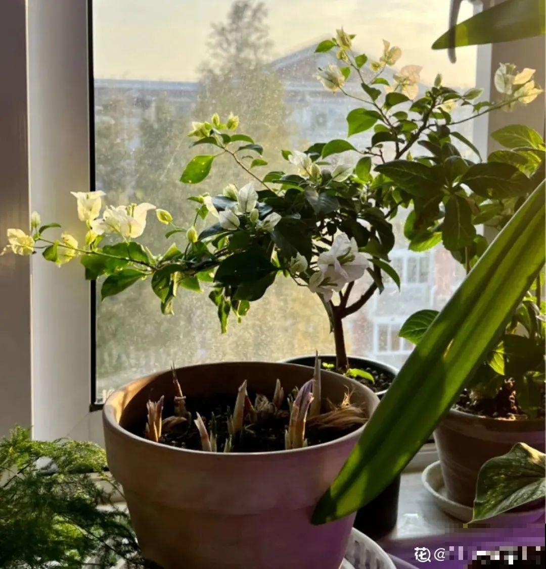 客厅养花别乱摆，选对位置，财运滚滚来！