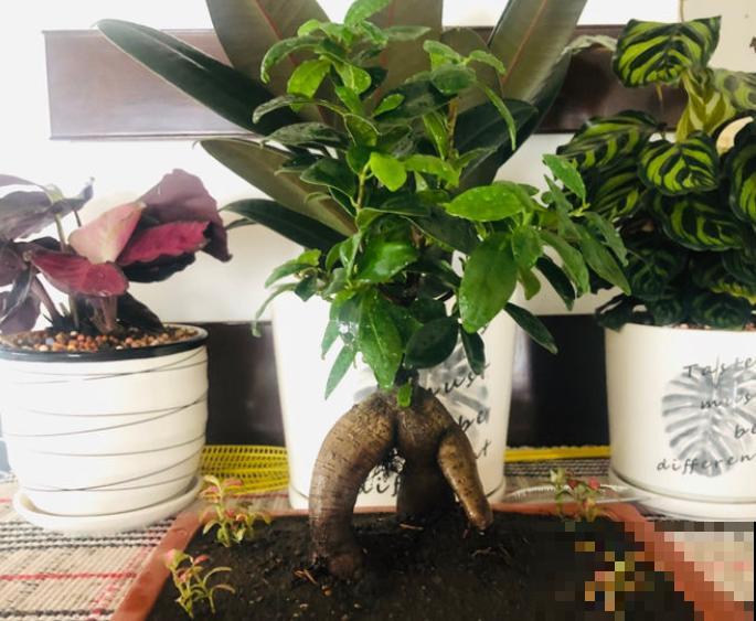 学会这4步，家里也能盆栽“高级”榕树，养殖变简单