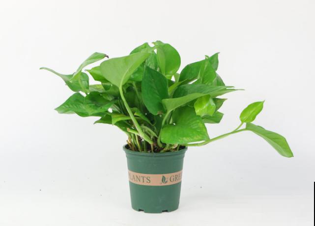 绿萝叶子滴水，不要紧张这是好现象，说明植株长势好