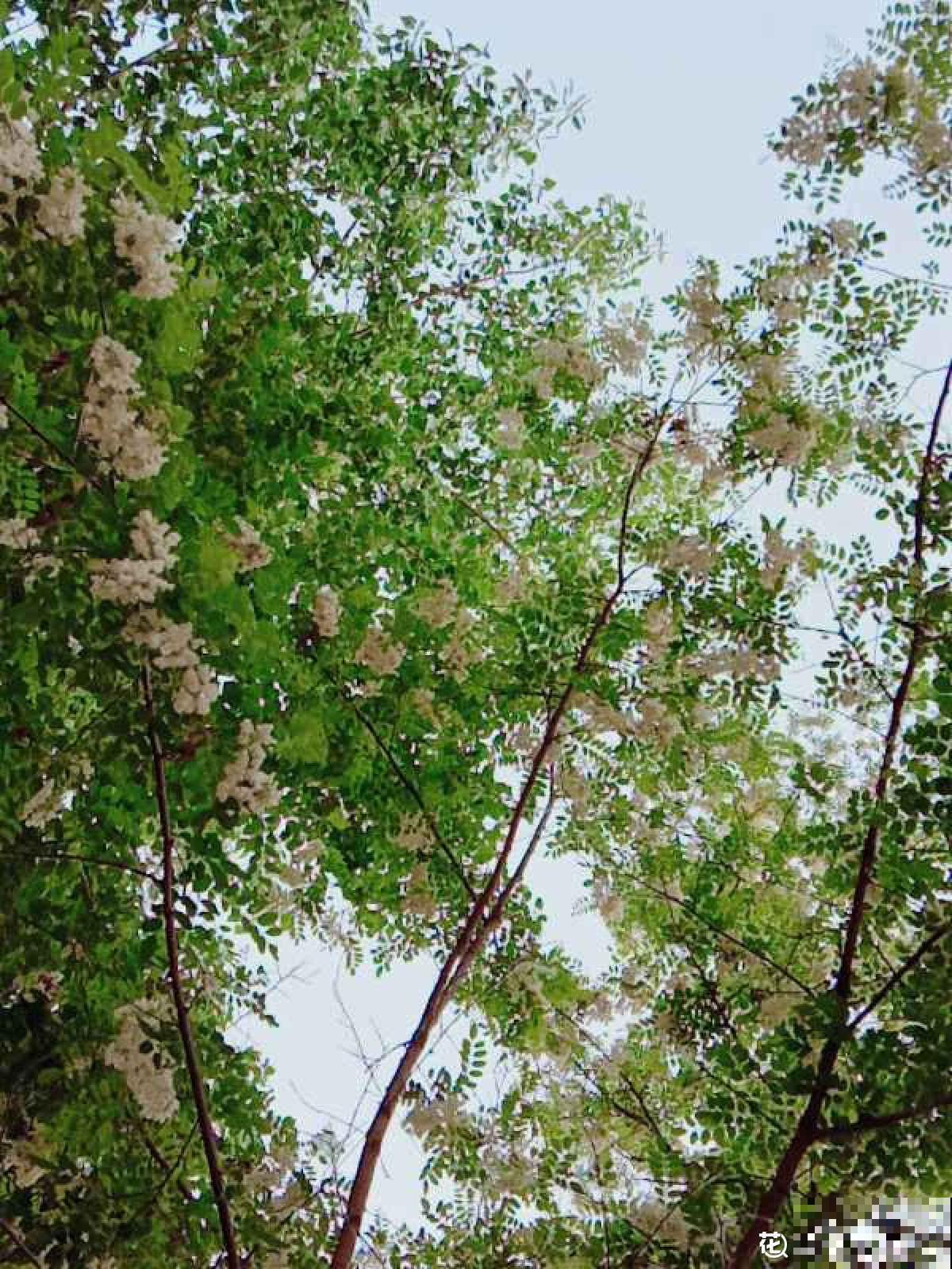 老人常说的“鬼树”不吉利，实际用处大的很，千万别迷信