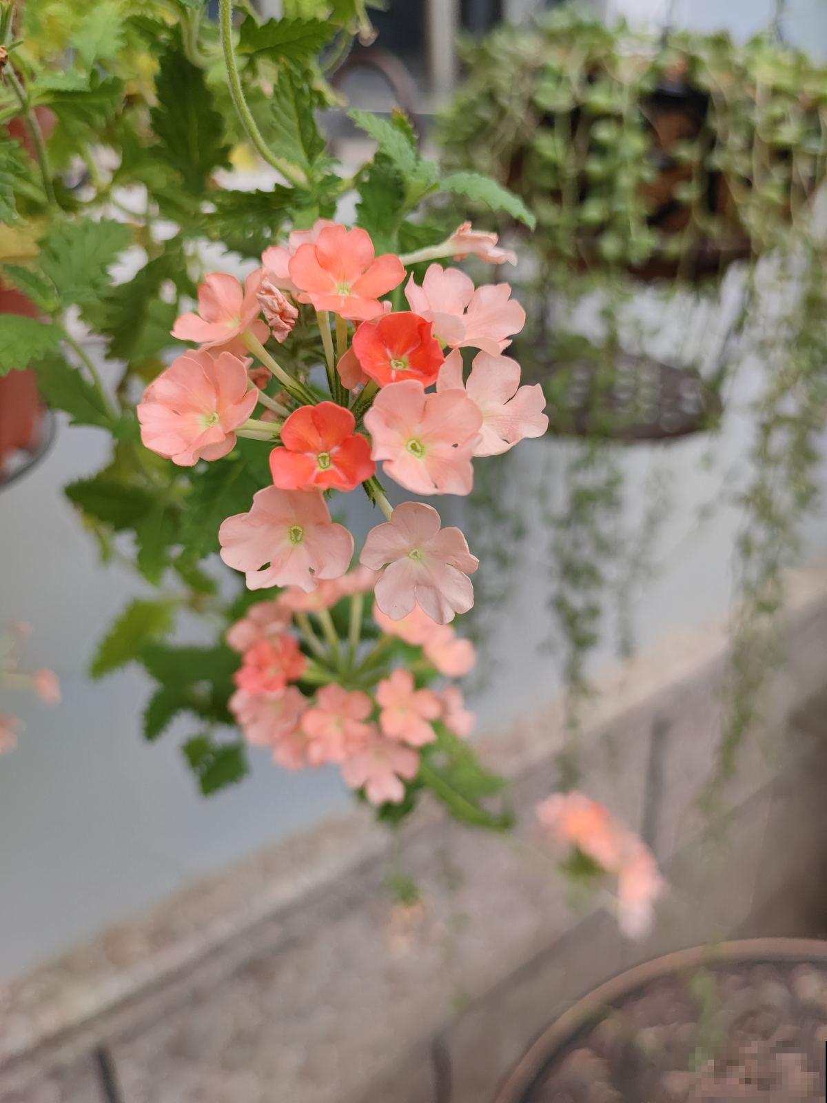 5种“垂吊花”，春天养一盆，家里开花成花墙