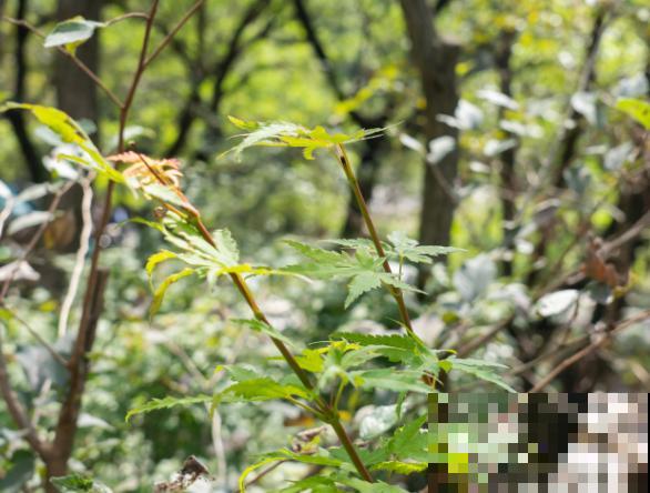 红枫叶子枯萎，一定要注意，和这4点脱不了干系