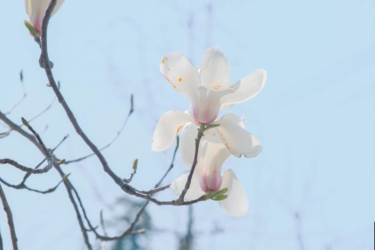 5种镇宅花，挑1种养家里，福气收不停