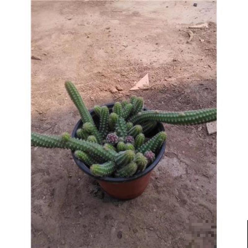 多肉毛毛虫看着难养,其实很好养,学会这4点轻松养殖 多肉毛毛虫看着难养,其实很好养,学会这4点轻松养殖