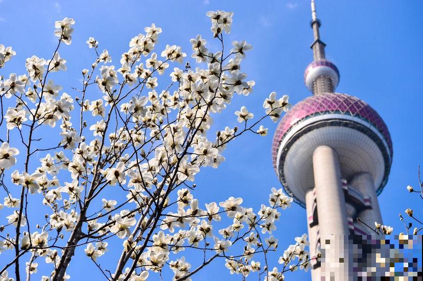 “家里有树，十有九富”，在家养棵树，养人旺家宅