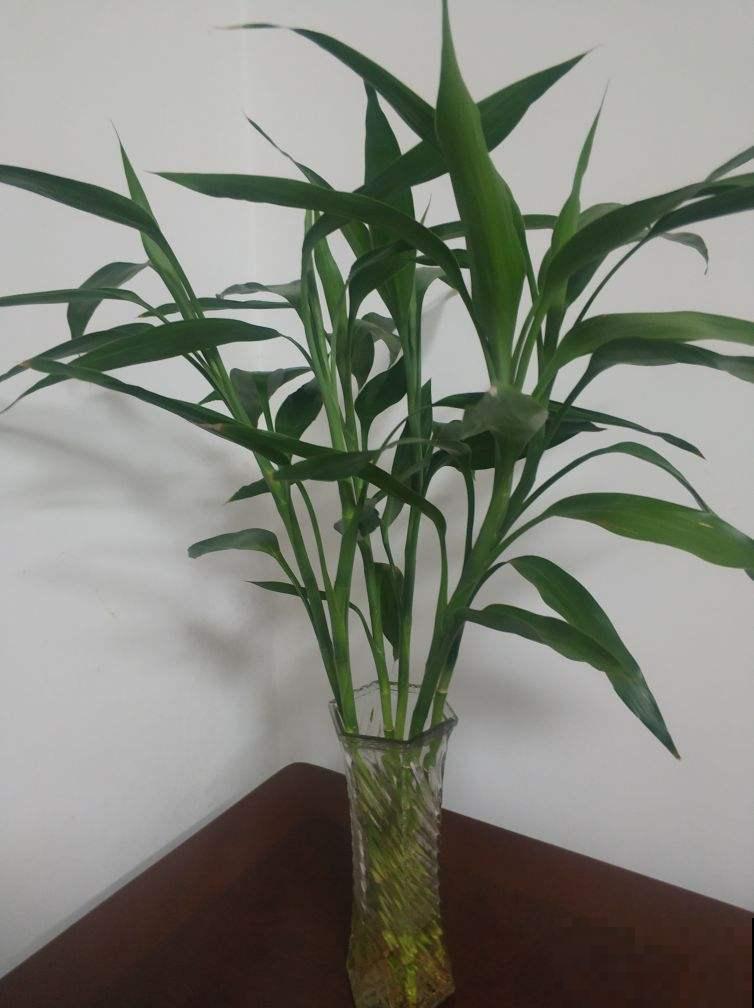 1盆“除味花”,远离卫生间臭味 1盆“除味花”,远离卫生间臭味