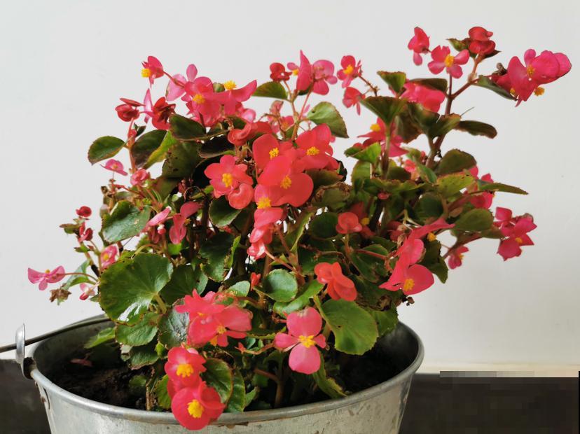 养花要切记，3种盆3种土3种水不能用，花容易死翘翘