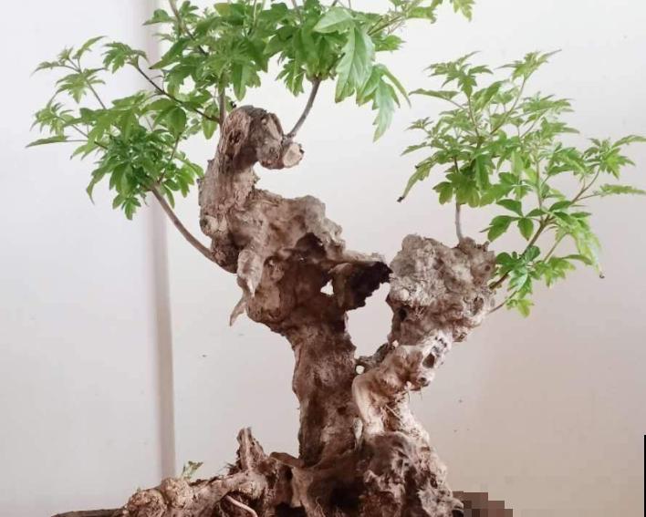 1种花要“穷养”，盆越小，水越少，长得越旺