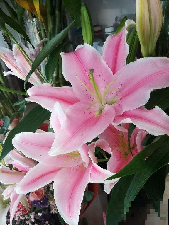 土里种个“洋葱球”,太阳猛晒两个月,开出美艳香水花 土里种个“洋葱球”,太阳猛晒两个月,开出美艳香水花