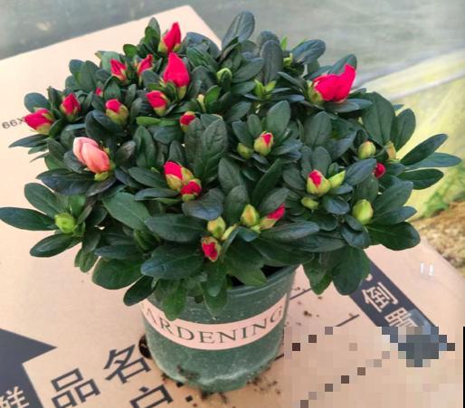 “女人花”确有其物，只是花不好养，但人人都见过