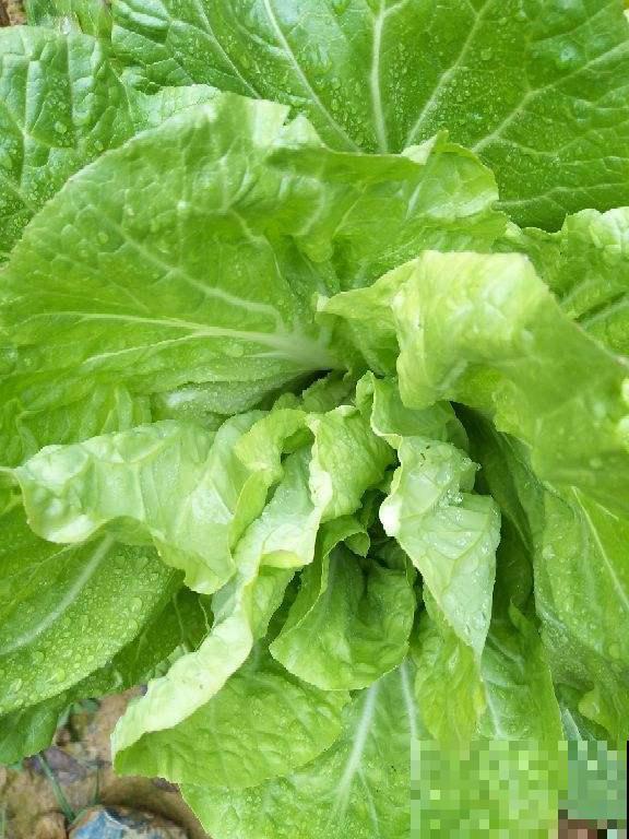 初春在家种点菜，20天收一茬，在阳台上就能种