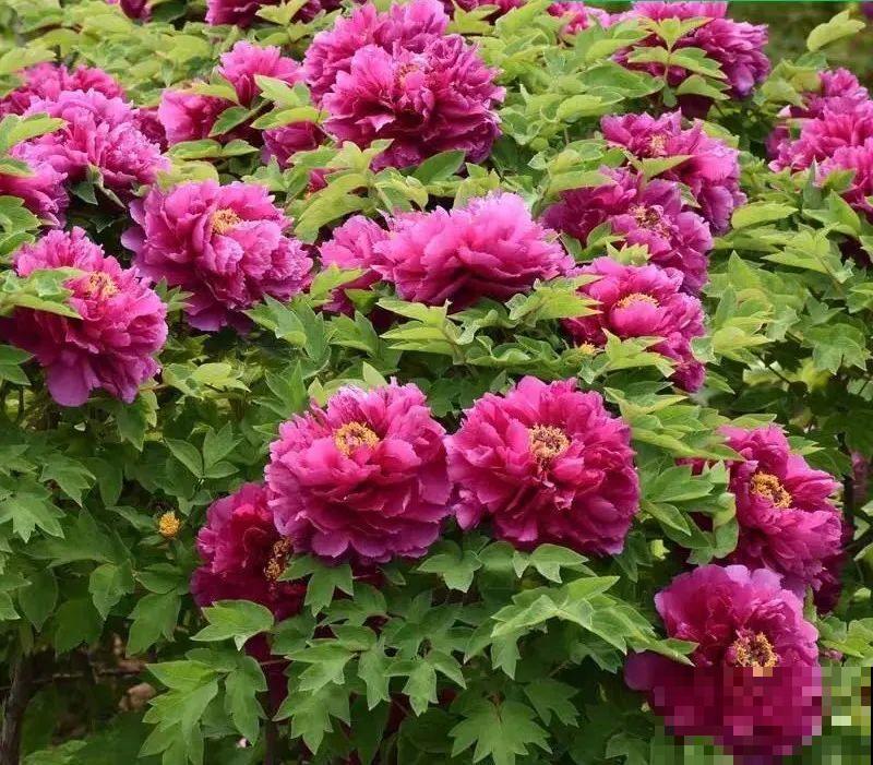 花中之王牡丹，过年家里备一盆，艳压群芳！