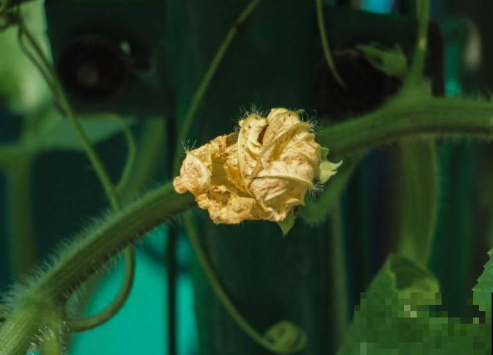 种植丝瓜要注意，这3种肥轻易不要使用，以免影响生长