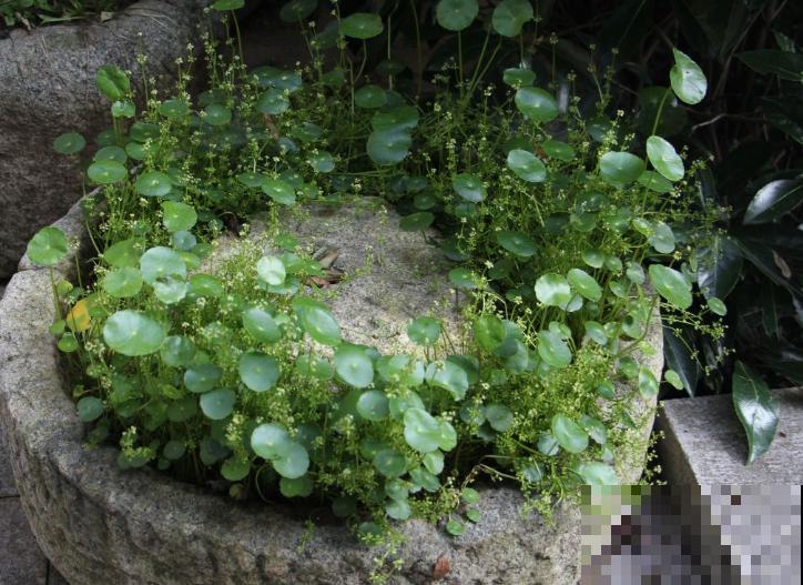 1种草薅一把插水里,3天生根7天长叶,满盆绿油油 1种草薅一把插水里,3天生根7天长叶,满盆绿油油