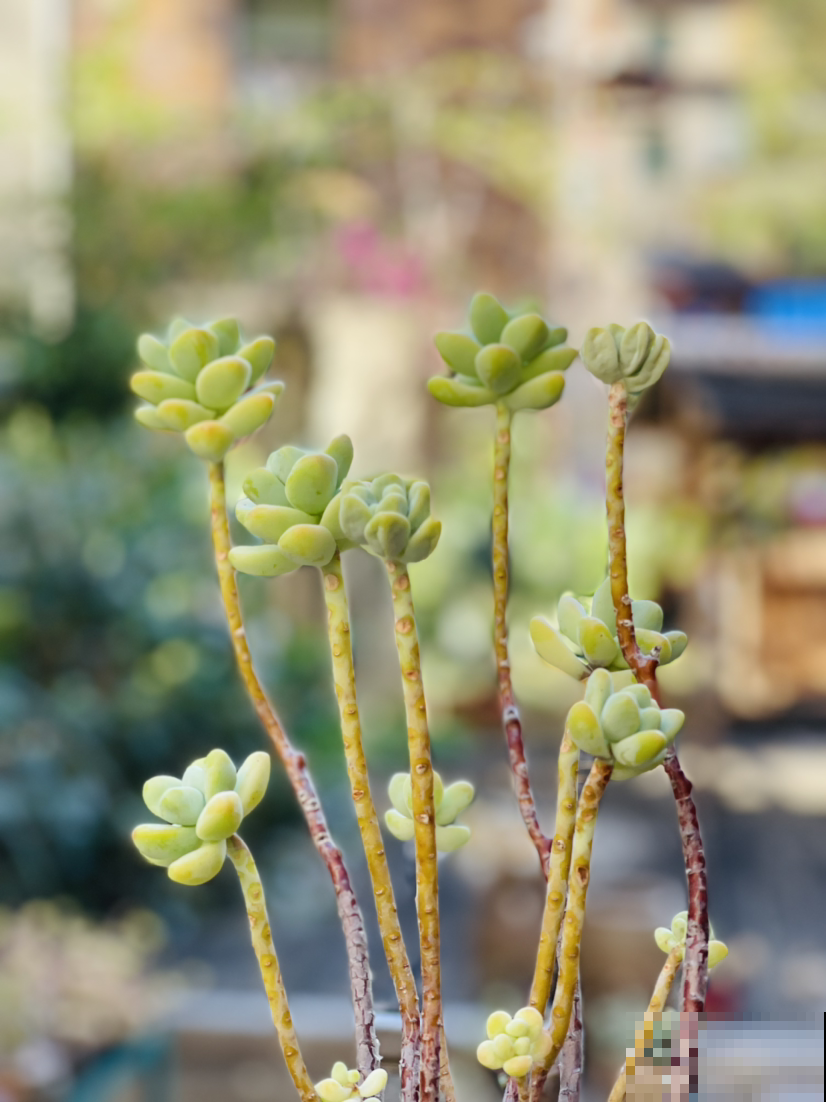 结束休眠的多肉，需要做4件事，马上就能爆盆