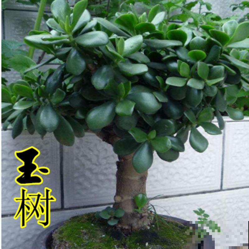 玉树叶子长黑斑,大概率是4个原因,赶紧剪掉还有救 玉树叶子长黑斑,大概率是4个原因,赶紧剪掉还有救