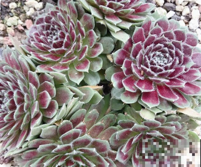 多肉中的“牡丹花”，看起来富贵吉祥，养起来居然太简单