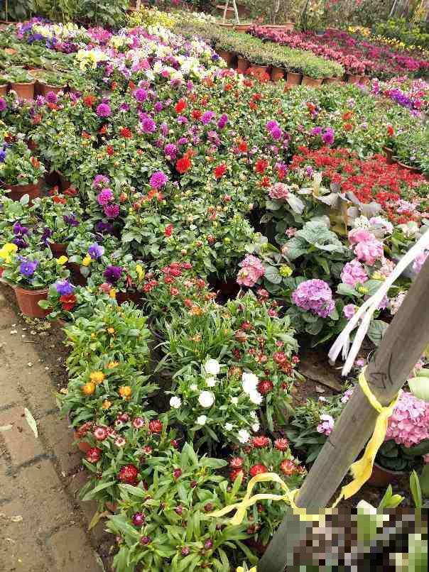 购花套路多,学会几招紧急避坑,擦亮眼睛别上当 购花套路多,学会几招紧急避坑,擦亮眼睛别上当