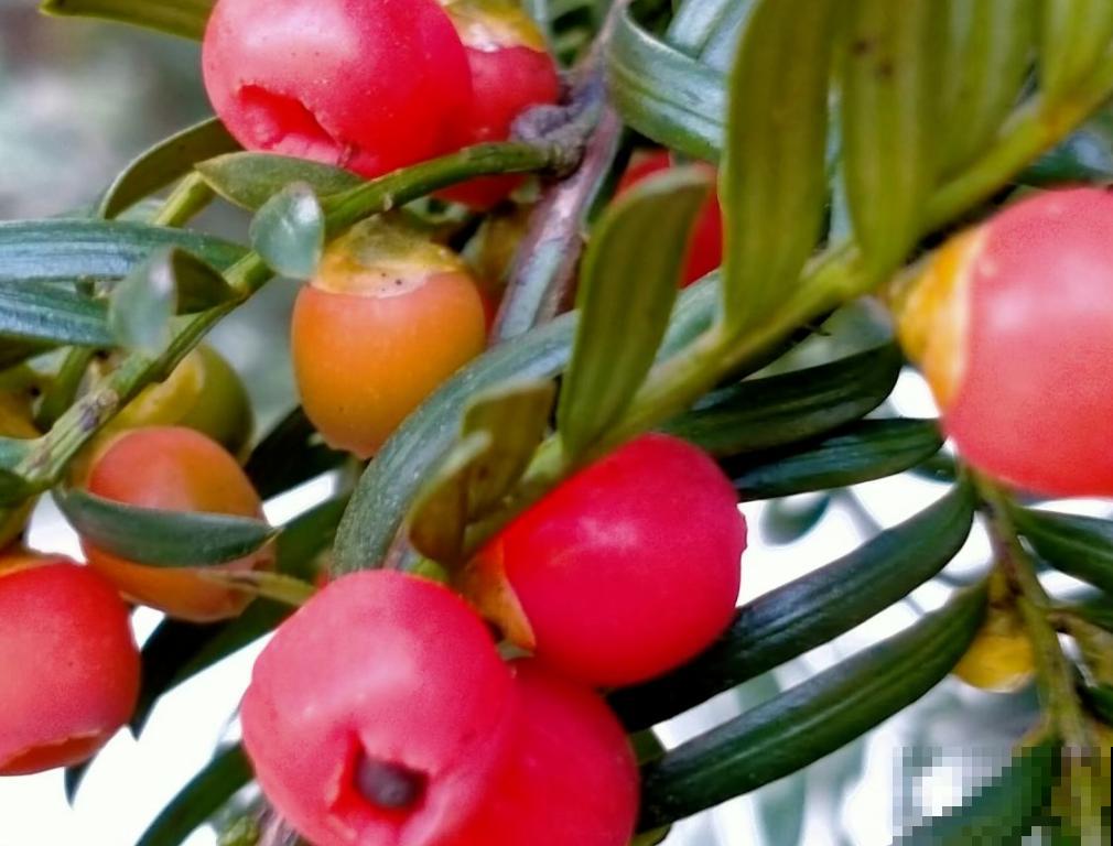 逛花市3种花别买,是国家保护植物,买了有麻烦 逛花市3种花别买,是国家保护植物,买了有麻烦