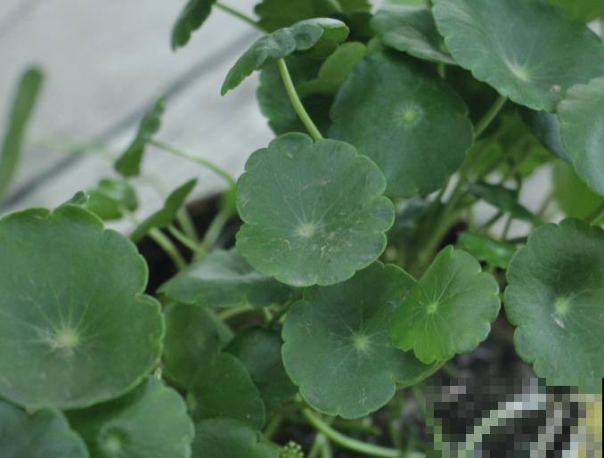 家里养的花，叶子一半绿一半黄，原来是出了大问题