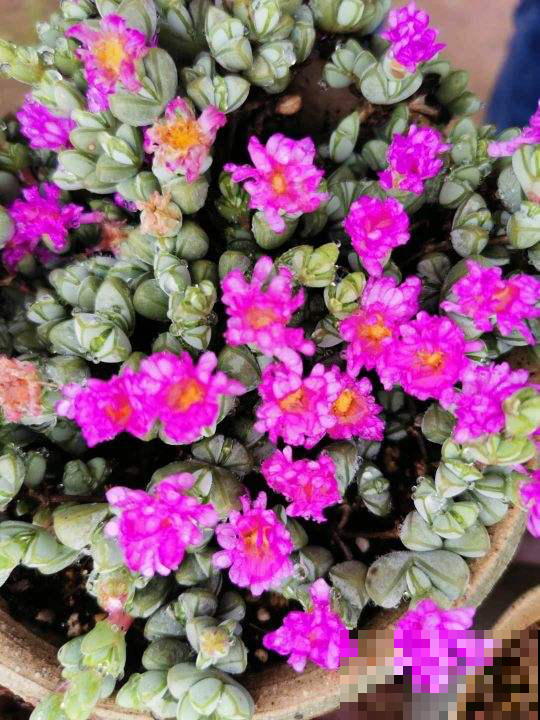 能爆花的3种多肉,花多又漂亮,新手也能养 能爆花的3种多肉,花多又漂亮,新手也能养