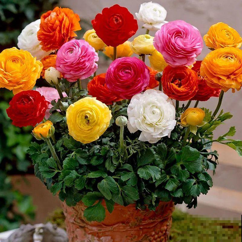 一种花被称作“小牡丹花”,能开花3个月,比玫瑰花还好看 一种花被称作“小牡丹花”,能开花3个月,比玫瑰花还好看