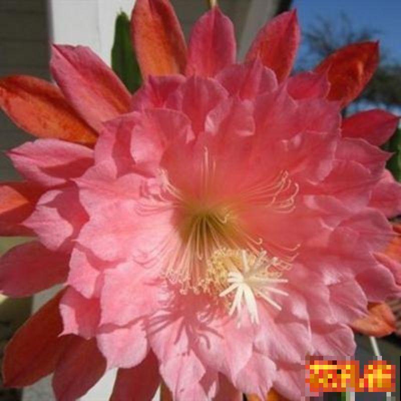 令箭荷花扦插,记住这5点,生根快 令箭荷花扦插,记住这5点,生根快