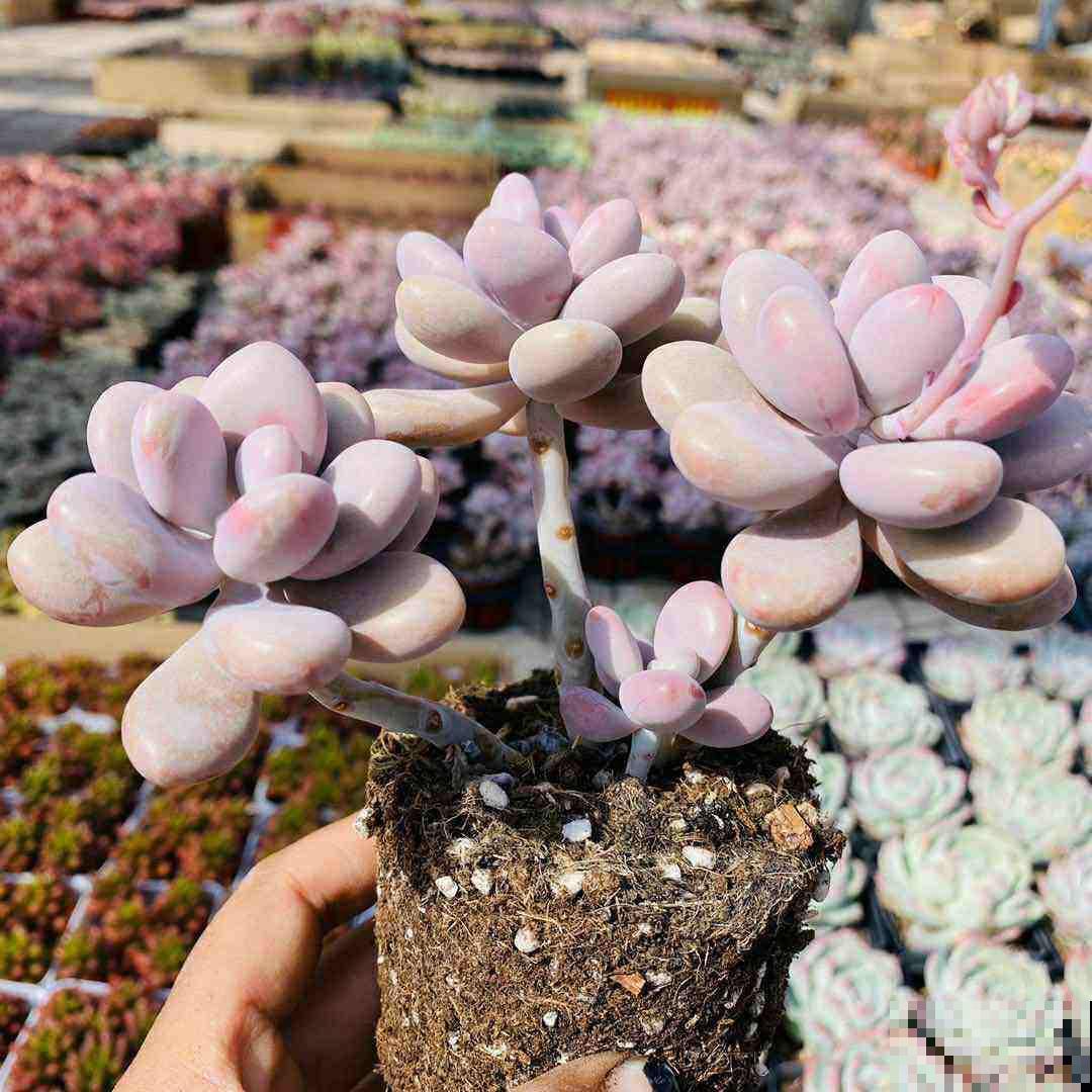 4种花，叶子不能碰水，一喷水就完蛋，千万注意