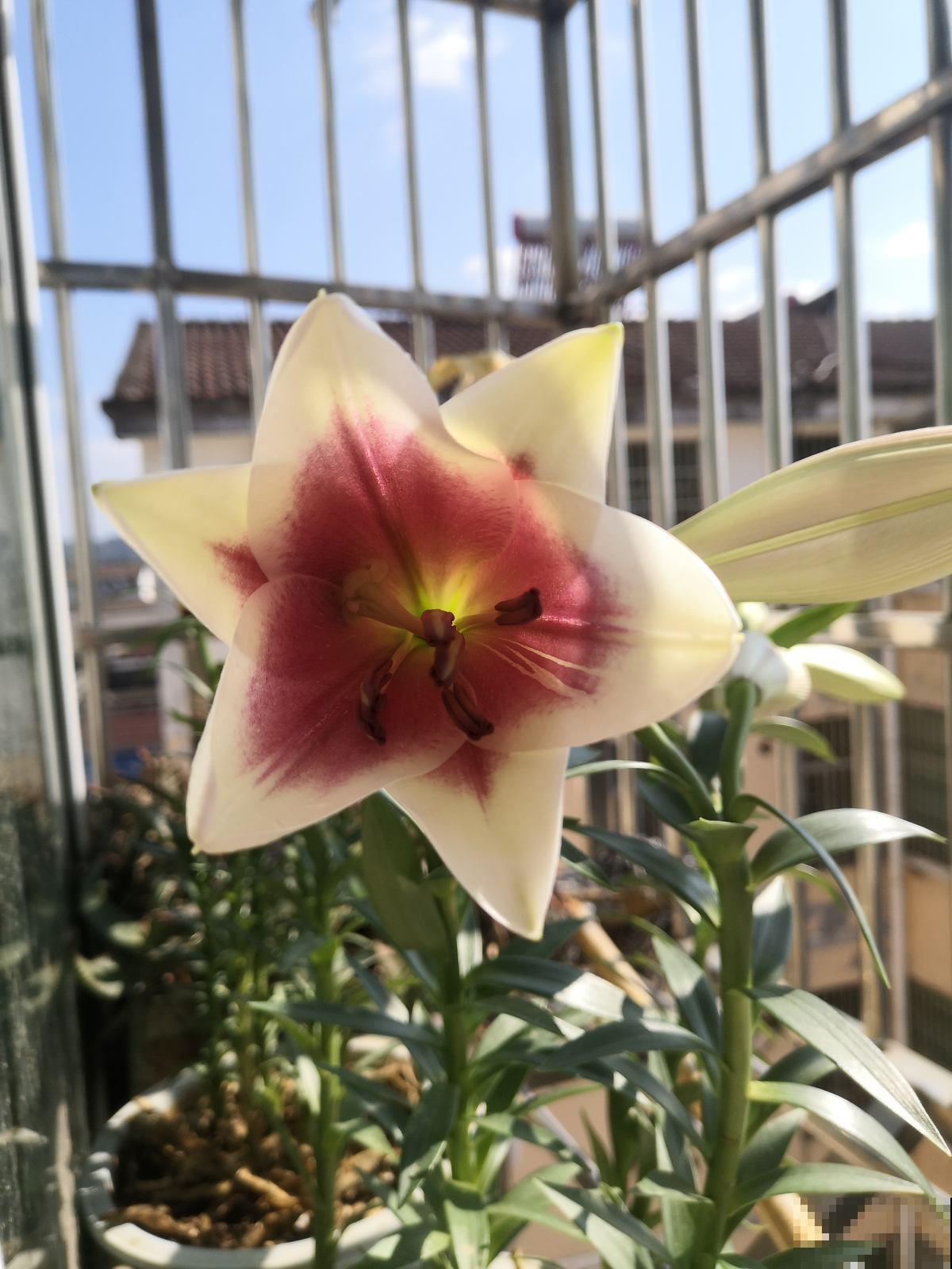 家里养了花，花旺人就不会旺，这是个什么说法？