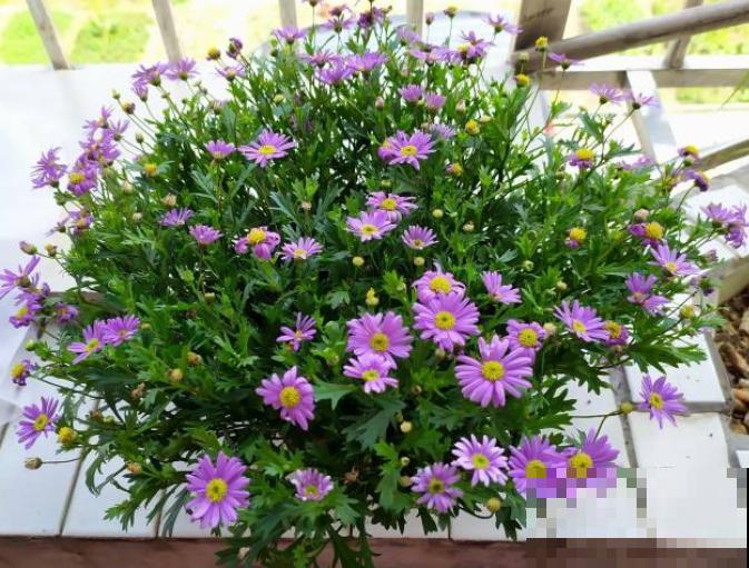盆栽小雏菊的养殖方法，主要是这4点，学会养殖没问题