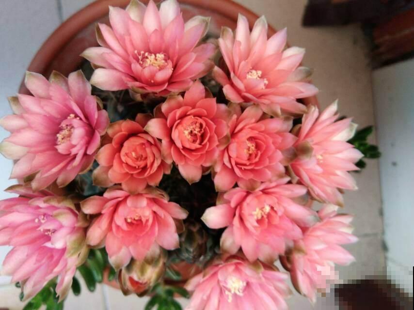 美到令人惊艳的仙人掌花，今年必须入手一盆，开花后跟荷花一样美