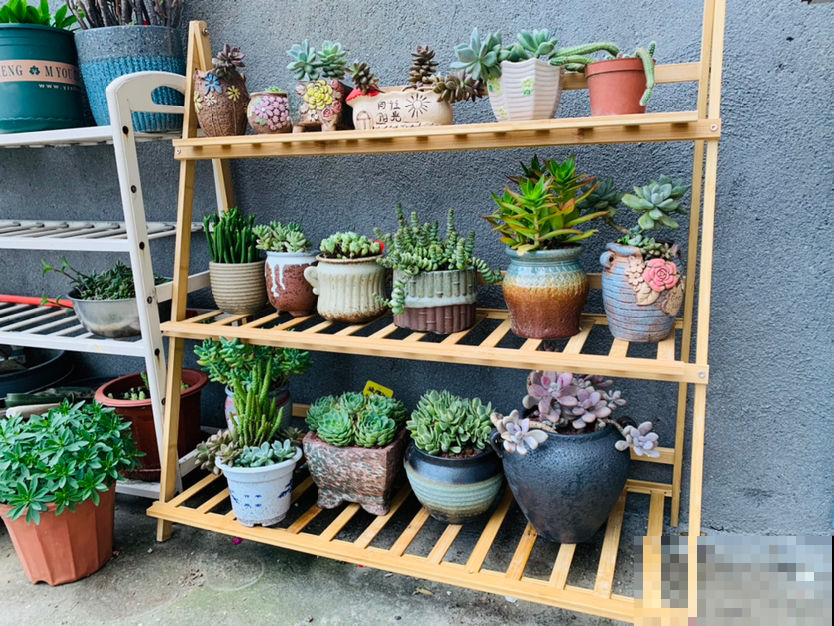 花盆里出现“白色棉絮”，发现第一时间处理，植物求救信号别忽视