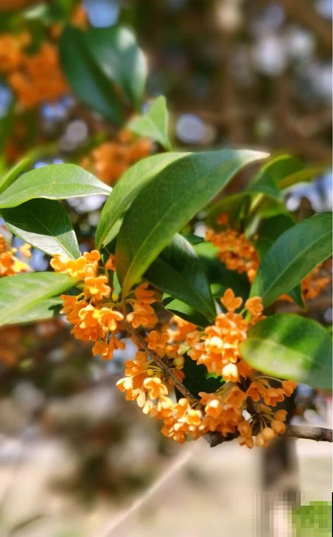 初春就养4种“转运花”,开花后美得不像话,养人又旺家 初春就养4种“转运花”,开花后美得不像话,养人又旺家