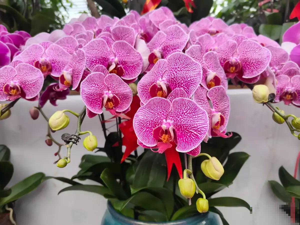 年底适合在家养兰花,常见4种“富贵吉祥”兰花,你喜欢哪一种? 年底适合在家养兰花,常见4种“富贵吉祥”兰花,你喜欢哪一种?