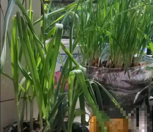 调味香葱在家种植,注意这4点,轻松养殖 调味香葱在家种植,注意这4点,轻松养殖